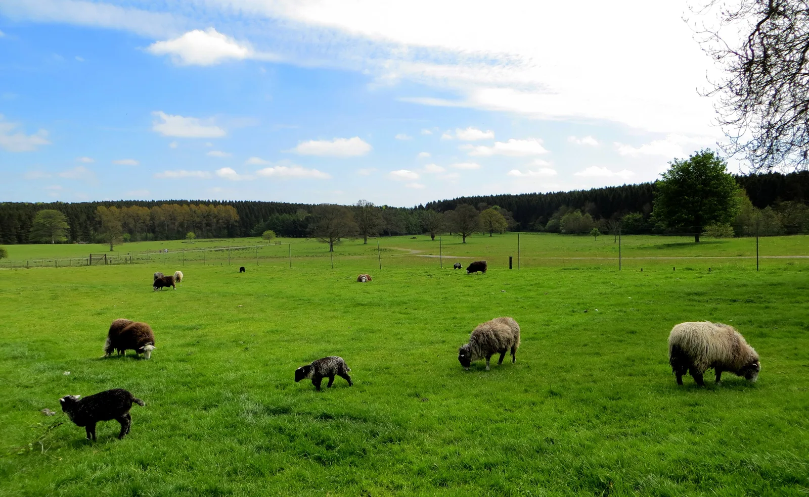 Gosford Forest Park photo 2