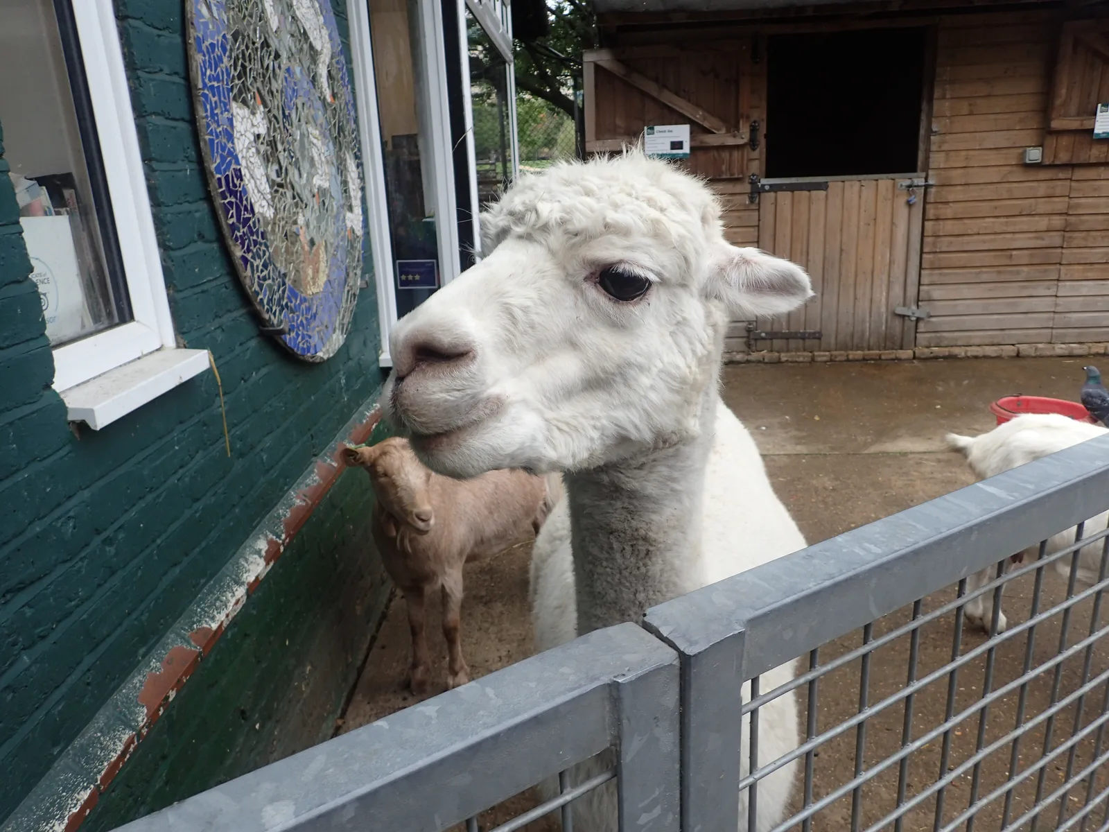 Vauxhall City Farm photo 2