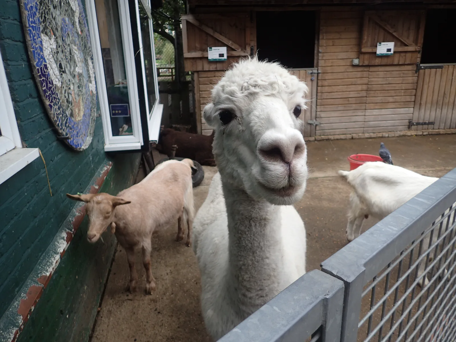 Vauxhall City Farm photo 3