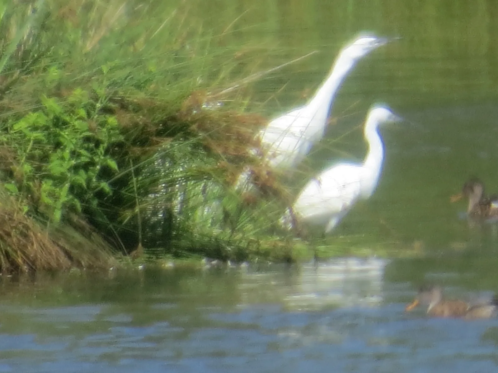 WWT Llanelli Wetland Centre